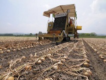 玉ねぎの収穫風景の写真