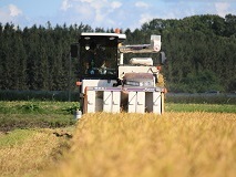 稲刈り風景の写真
