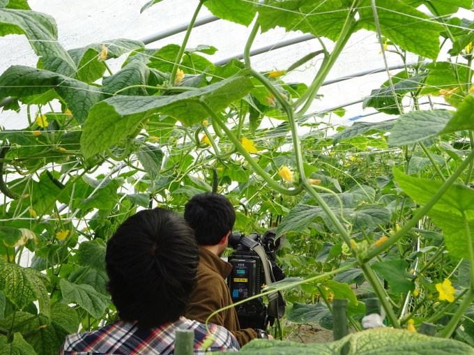 きゅうり栽培の写真